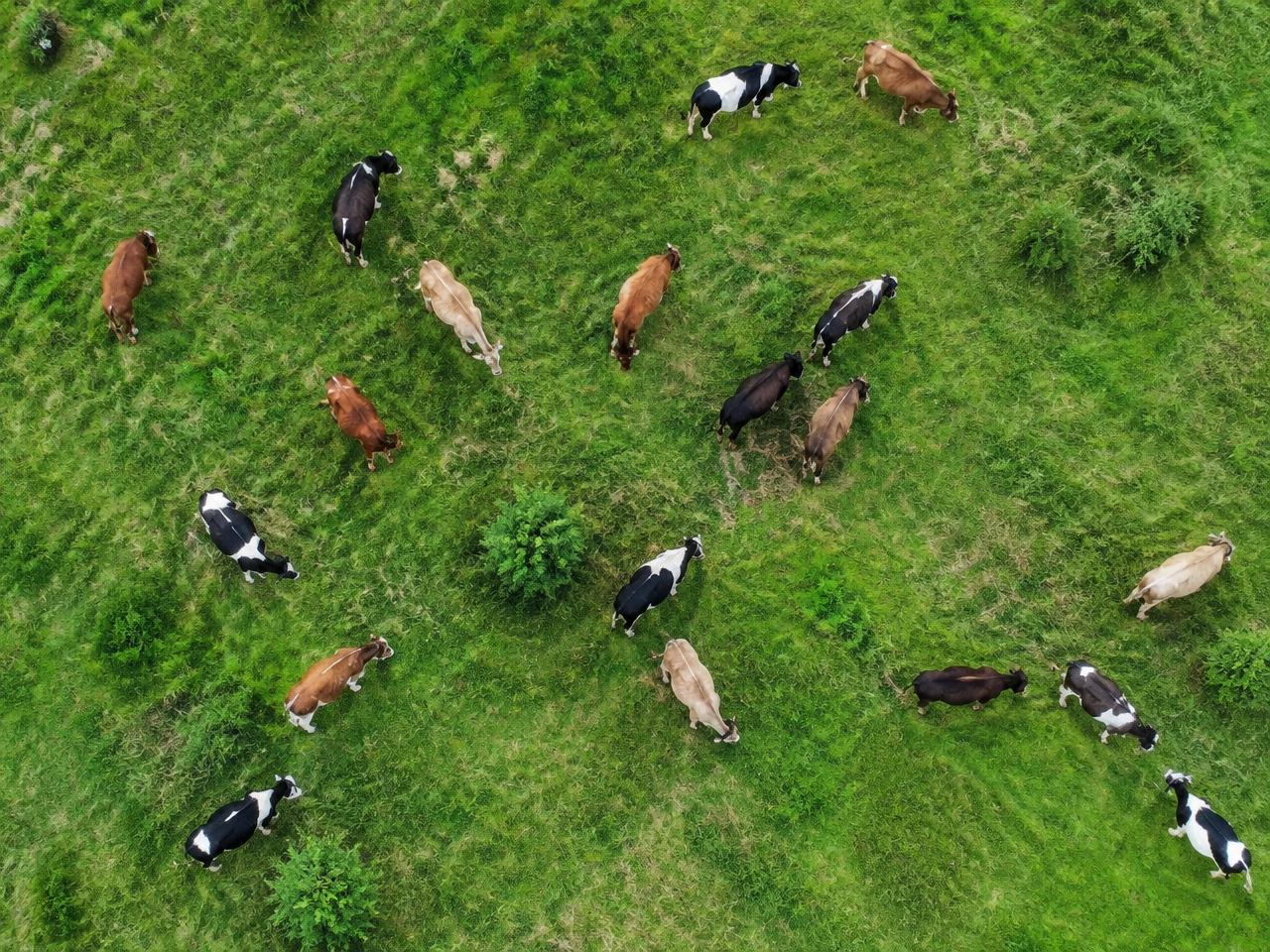 Imagem aérea de rebanho com marcadores de detecção por IA